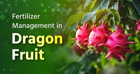 Fertilizer for Dragon Fruit: A Comprehensive Guide