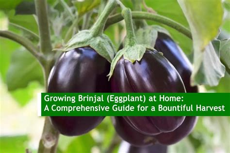 Fertilizer for Eggplant: A Comprehensive Guide