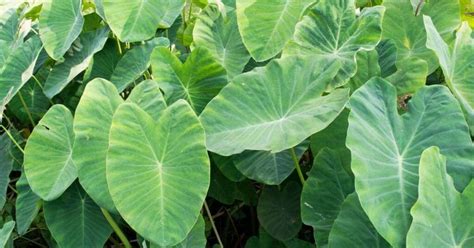 Fertilizer for Elephant Ear: The Ultimate Guide to Nurturing Giant Foliage