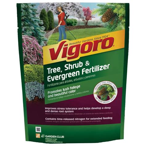 Fertilizer for Evergreen Trees: 5 Tips to Keep Your Trees Lush and Green