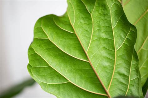 Fertilizer for Fiddle Leaf Fig: 10 Ultimate Tips for Lush Growth