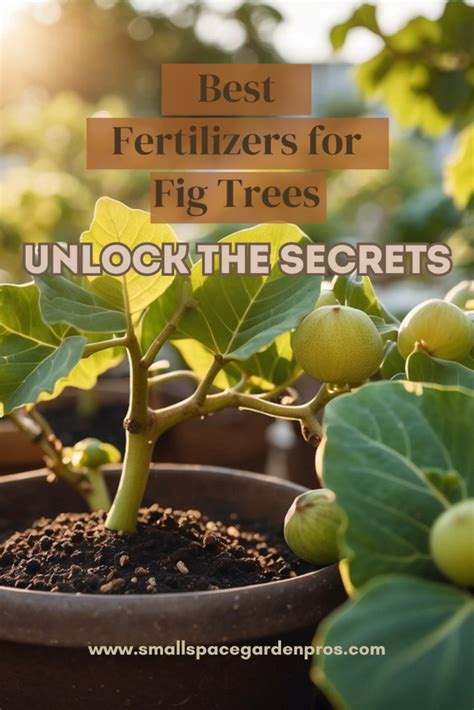 Fertilizer for Fig Trees: 5 Essential Tips for Maximum Yield