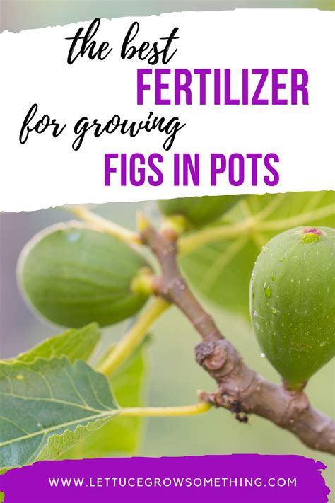 Fertilizer for Fig Trees: A Comprehensive Guide (2023)