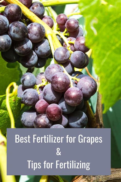 Fertilizer for Grapes: The Ultimate Guide to Growing Luscious Vines