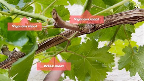 Fertilizer for Grapevines: A Comprehensive Guide to Enhance Vine Health and Grape Production