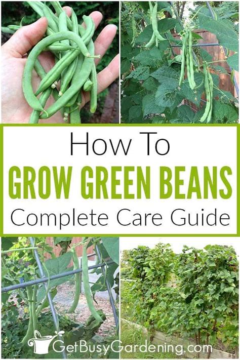 Fertilizer for Green Beans: Your Gardening Guide to Optimal Growth