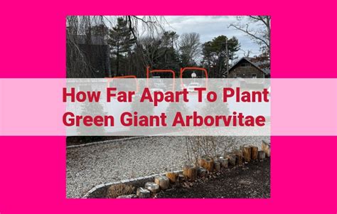 Fertilizer for Green Giant Arborvitae: Maximize Growth and Enhance Vitality