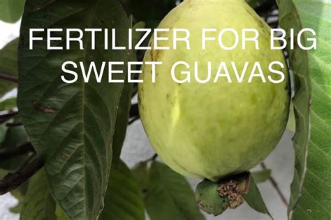 Fertilizer for Guava Plants: A Comprehensive Guide to Boost Your Harvest