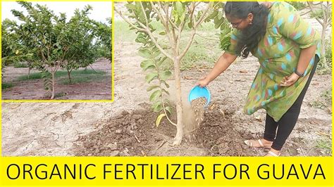 Fertilizer for Guava Trees: A Complete Guide to Boosting Fruit Production