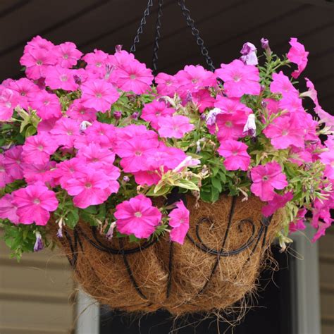 Fertilizer for Hanging Baskets: A Complete Guide to Nourishing Your Aerial Blooms