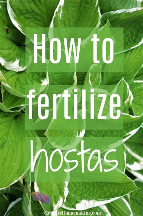 Fertilizer for Hostas: 7 Unique Tips and Tricks for Lush, Vibrant Foliage