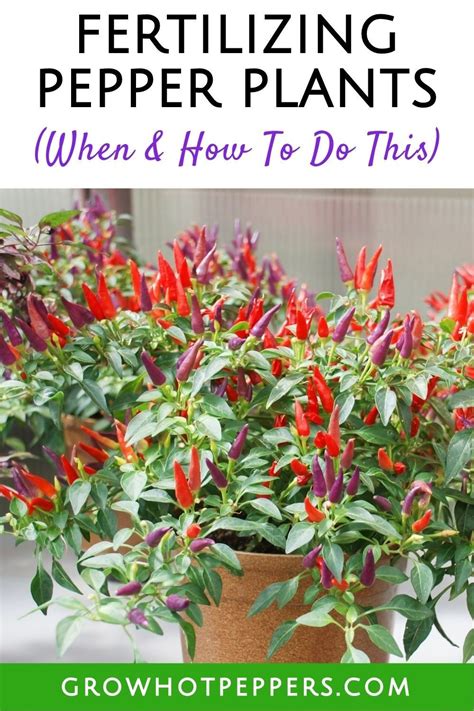 Fertilizer for Hot Pepper Plants: A Comprehensive Guide for Maximum Yield