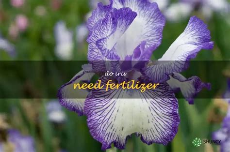 Fertilizer for Iris: The Ultimate 8-Step Guide to Feed Your Blooms