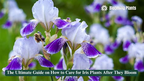 Fertilizer for Iris Plants: The Ultimate Guide