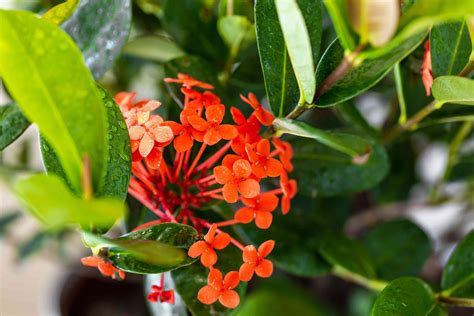 Fertilizer for Ixora Plants: A Guide to Optimize Growth