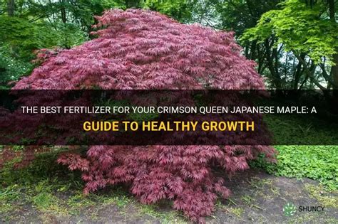 Fertilizer for Japanese Maples: The Ultimate 4-Step Guide to Nurturing Your Crimson Jewels