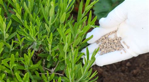 Fertilizer for Lavender Plants: The Ultimate Guide to a Fragrant Garden