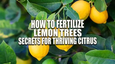 Fertilizer for Lemon Plants: A Guide to Nurturing Citrus Success