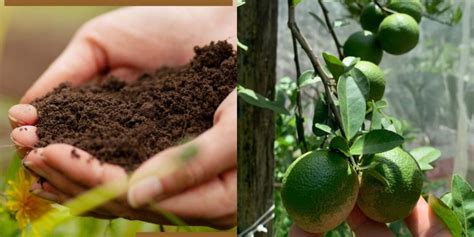 Fertilizer for Lemon Trees: A Key to Healthy and Bountiful Harvests