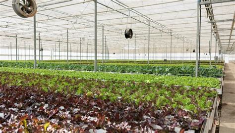 Fertilizer for Lettuce: A Guide to Maximizing Yield and Quality