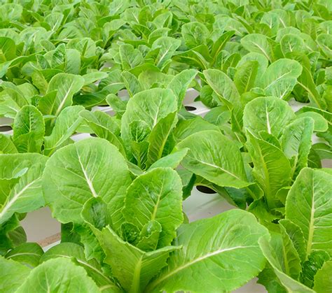 Fertilizer for Lettuce: The Ultimate Guide to Boosting Your Crop