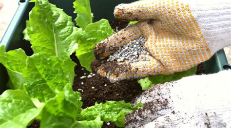 Fertilizer for Lettuce Plants: The 5-Step Guide to Boosting Your Harvest