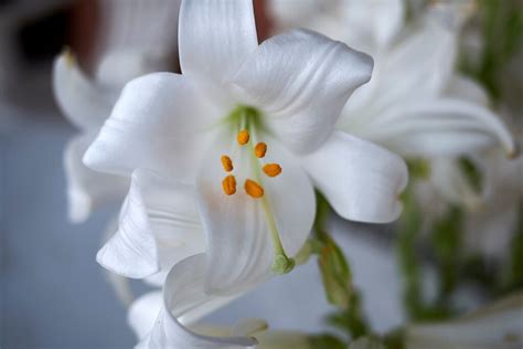 Fertilizer for Lilies: A Comprehensive Guide to Enhance Growth and Bloom