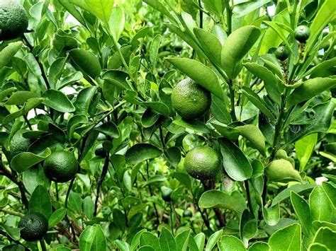 Fertilizer for Lime Tree: The Ultimate Guide to Feeding Your Citrus Companion