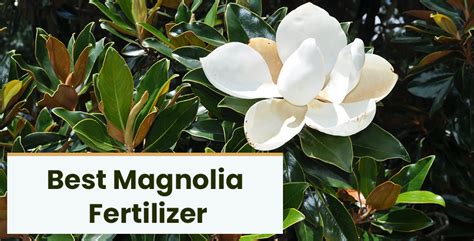 Fertilizer for Magnolia Tree: A 7-Step Guide for Lush Foliage and Vibrant Blooms