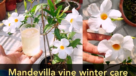 Fertilizer for Mandevilla: 7 Key Tips for Thriving Plants