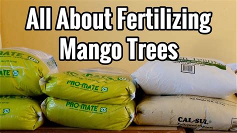 Fertilizer for Mango Tree: The Ultimate Guide to Nutrient Needs