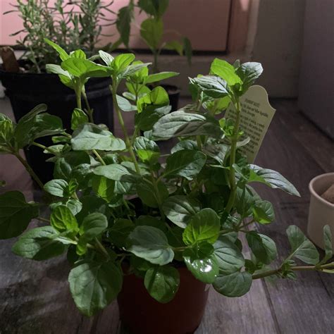 Fertilizer for Mint: Grow Bountiful and Fragrant Mint Plants