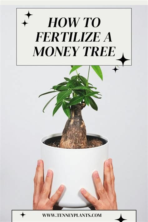 Fertilizer for Money Tree: 10 Secret Tips to Help Your Plant Thrive