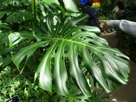 Fertilizer for Monstera: The 7 Ultimate Keys to Unlock Lush, Thriving Growth