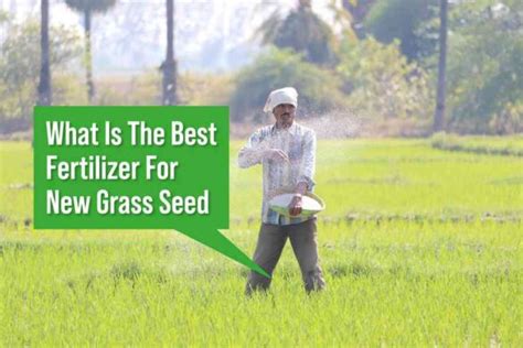 Fertilizer for New Grass Seed: The Ultimate Guide