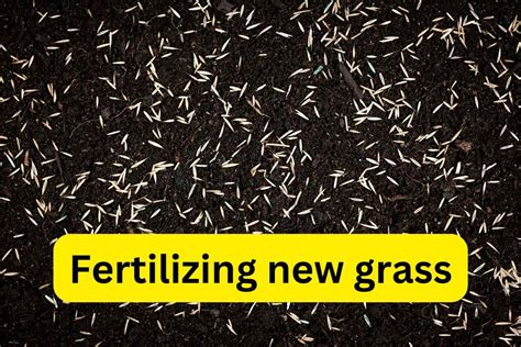 Fertilizer for New Grass Seedlings: A Comprehensive Guide to Nurturing Your Lawn