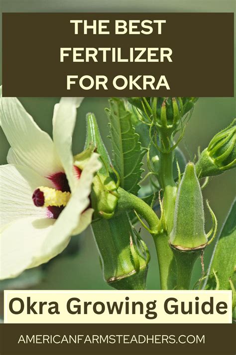 Fertilizer for Okra Plants: A Comprehensive Guide to Maximizing Yields