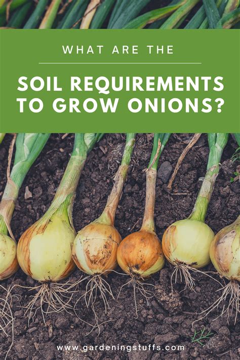 Fertilizer for Onion Sets: The Ultimate Guide to Getting Bigger, Better Onions