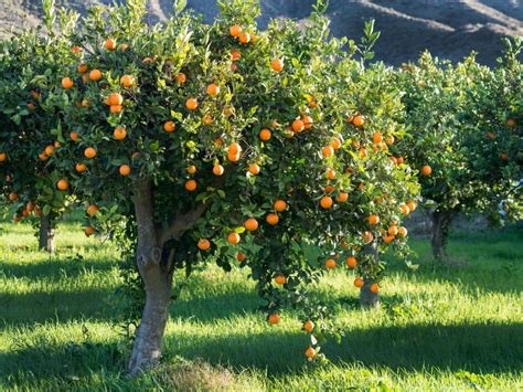 Fertilizer for Orange Trees: A Guide to Feeding Your Citrus for Maximum Yields