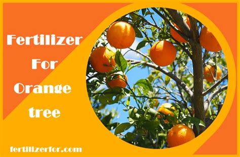 Fertilizer for Oranges: A Comprehensive Guide to Optimizing Citrus Tree Nutrition