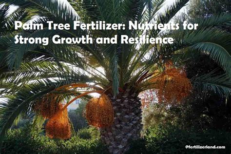 Fertilizer for Palm: 9 Unbeatable Tips to Boost Your Yield 150%