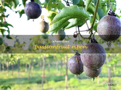 Fertilizer for Passionfruit Vines: A Comprehensive Guide