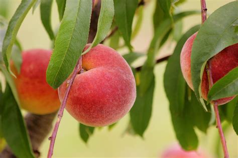 Fertilizer for Peach: 7 Secrets to Boost Your Harvest