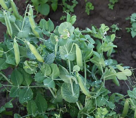 Fertilizer for Peas: A Comprehensive Guide to Boost Productivity