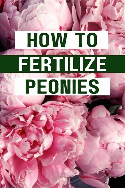 Fertilizer for Peony Plants: 6 Key Tips to Maximize Growth