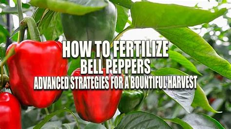 Fertilizer for Pepper Plants: A Step-by-Step Guide to Yield-Boosting Success