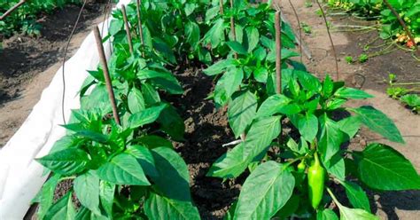 Fertilizer for Peppers: 5 Essential Nutrients for Abundant Harvests