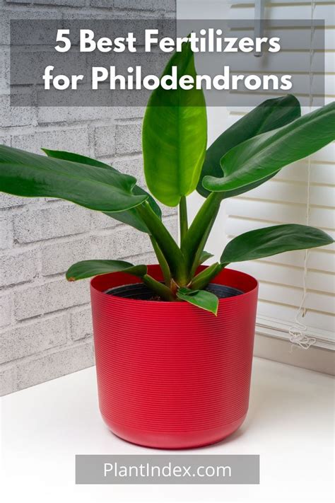 Fertilizer for Philodendron: 5 Essential Tips