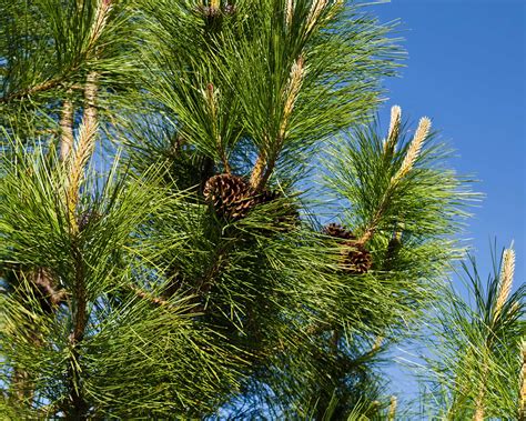 Fertilizer for Pine Trees: A Detailed Guide to Nurturing Your Ponderosas