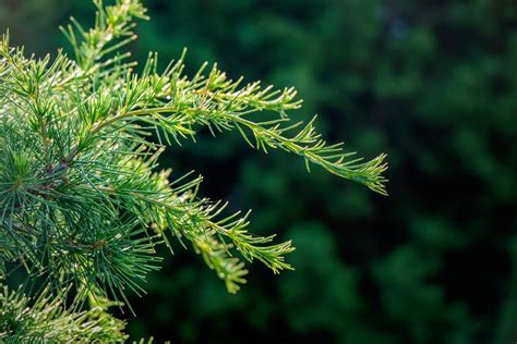 Fertilizer for Pine Trees: A Guide to Keeping Your Evergreens Thriving